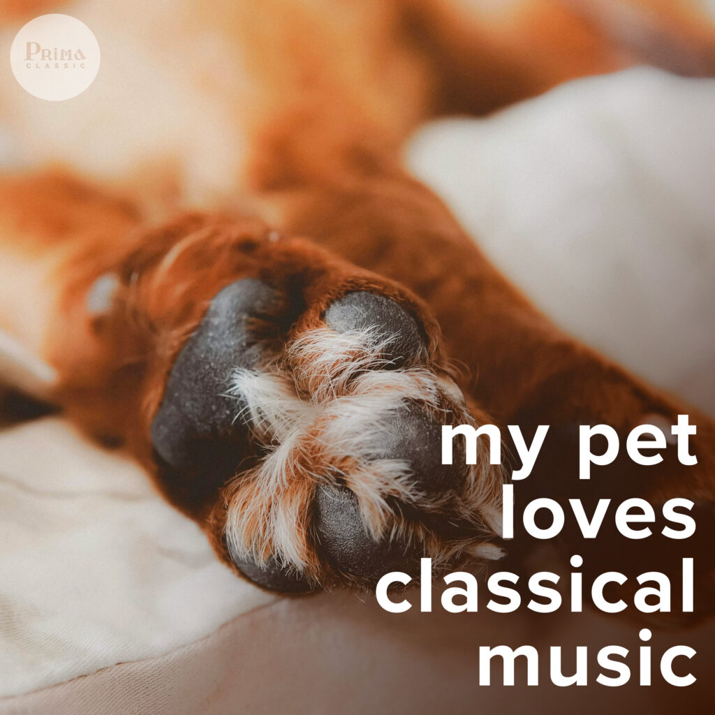 my pet loves classical music
